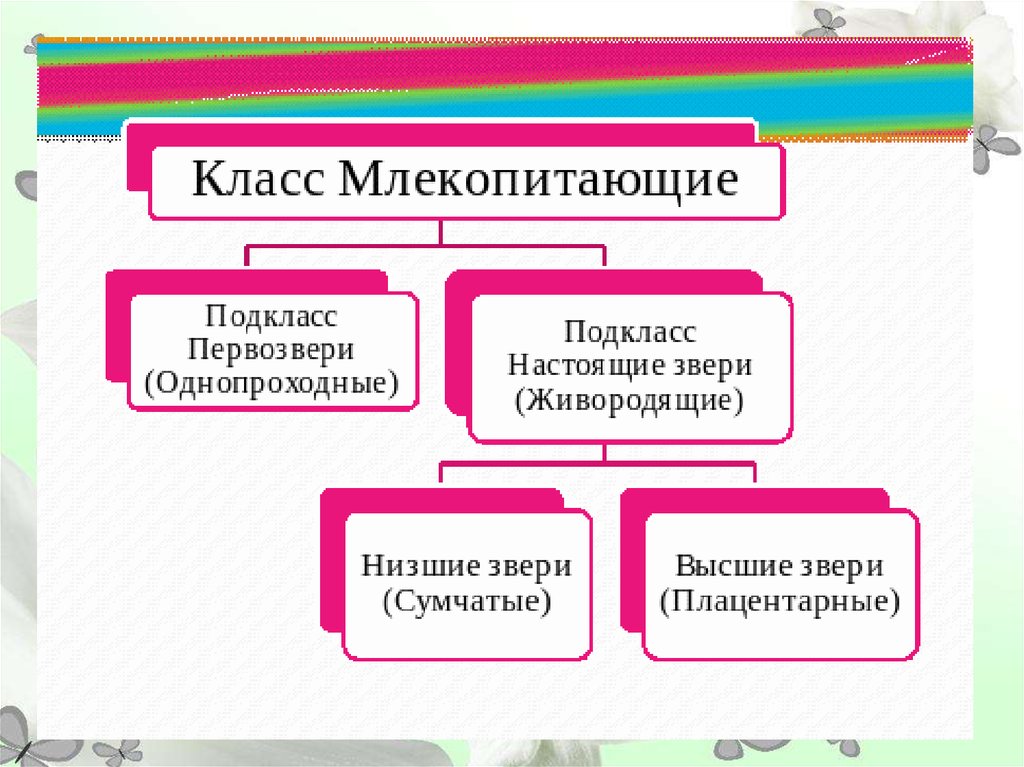 Классификация млекопитающих презентация