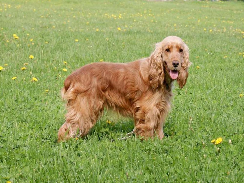 Порода собак английский кокер спаниель фото