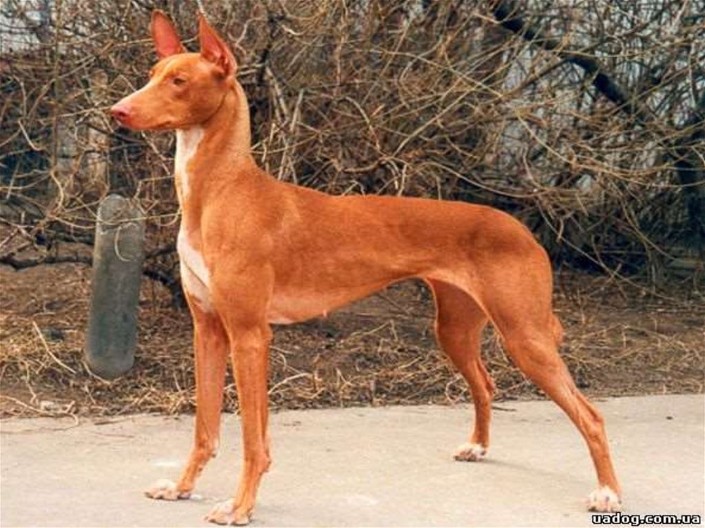 Собаки с длинными лапами и ушами