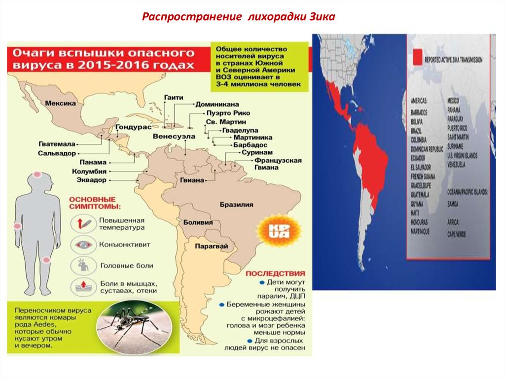 Лихорадка зика презентация