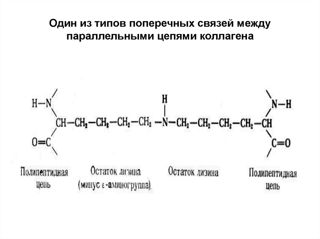 Фрагмент полипептидной цепи. Полипептидная цепь коллагена. Фрагмент полипептидной цепи коллагена. Синтез полипептидных цепей коллагена.