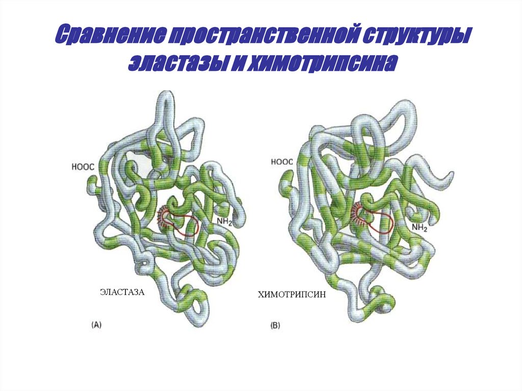 Трехмерная структура белка. Уровни пространственной организации белков. Эластаза строение. Трехмерная пространственная структура белка. 4 организации белка
