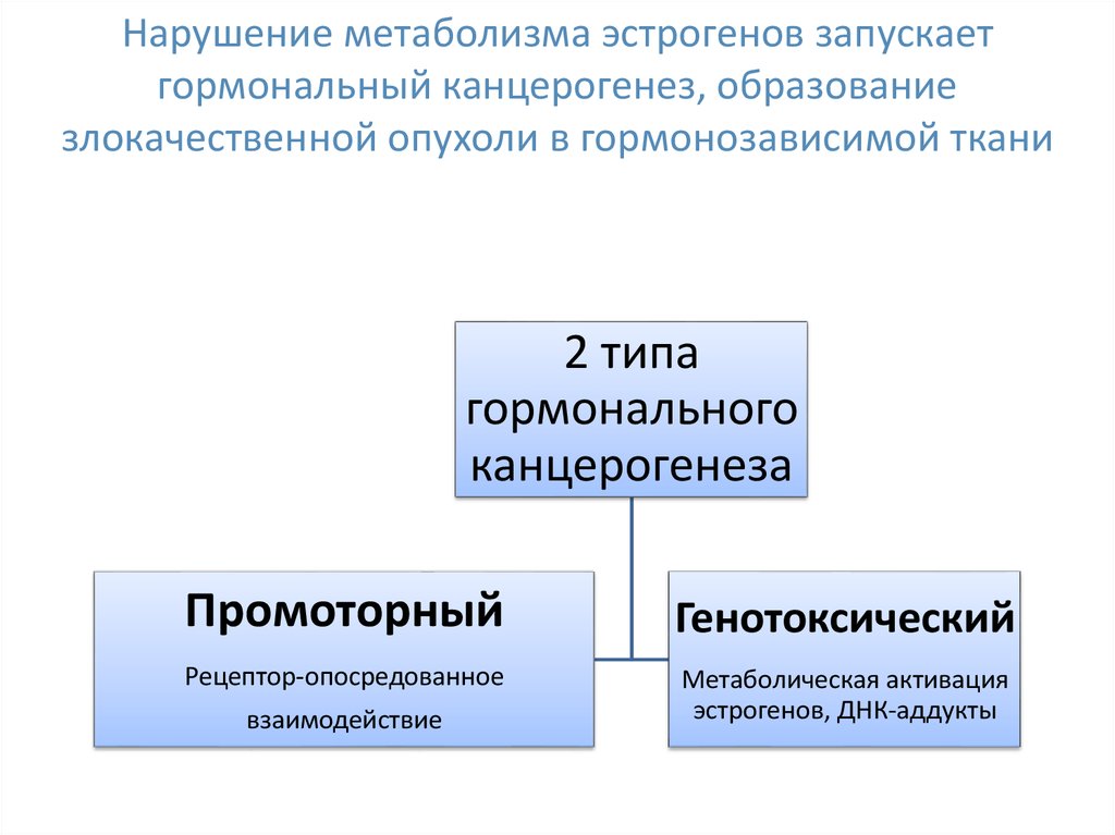 Метаболизм эстрогенов схема