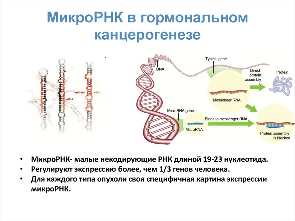 Цепь образования рнк. МИКРОРНК строение. МИКРОРНК функции. Синтез МИКРОРНК. Микро РНК строение.