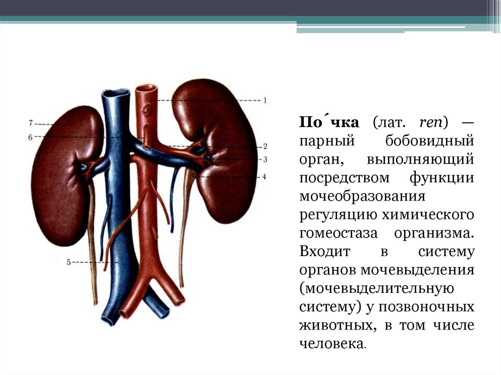 Почки парные органы бобовидной формы