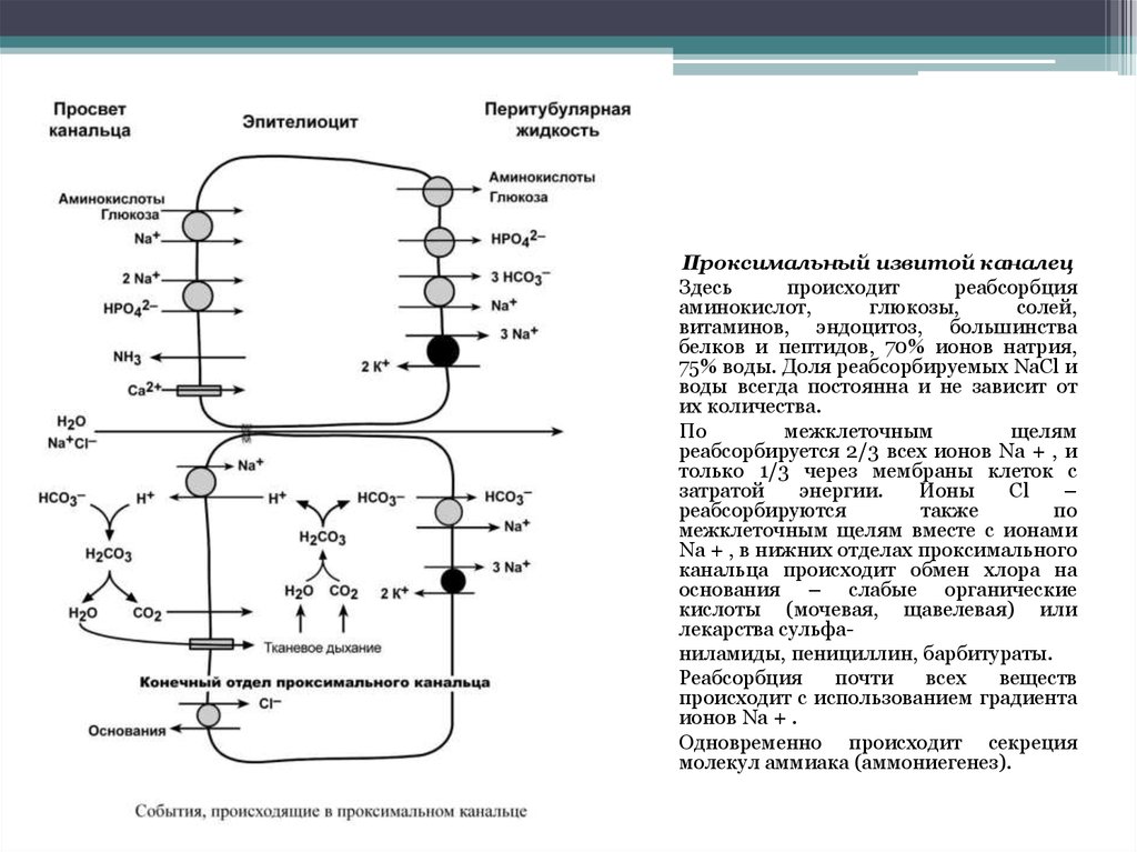 Образование мочи содержащей глюкозу аминокислоты витамины. Механизм реабсорбции Глюкозы аминокислот фосфата. Реабсорбция ионов hco3. Реабсорбция Глюкозы и аминокислот отдел. Механизм реабсорбции Глюкозы.