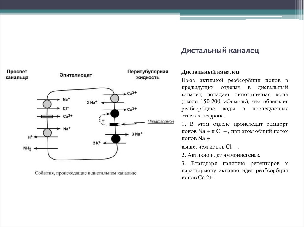 Клиническая биохимия почек презентация