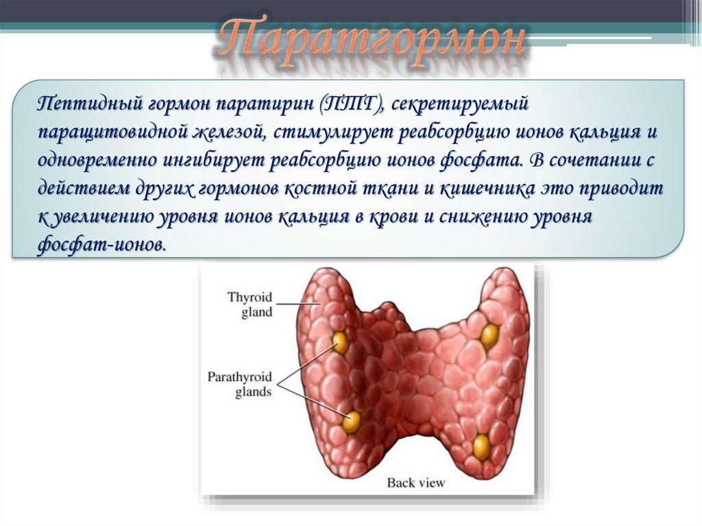 Клиническая биохимия почек презентация