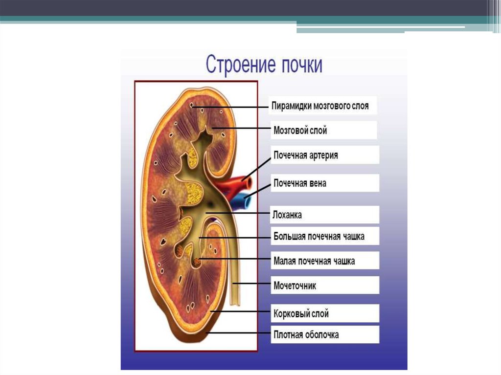 Клиническая биохимия почек презентация