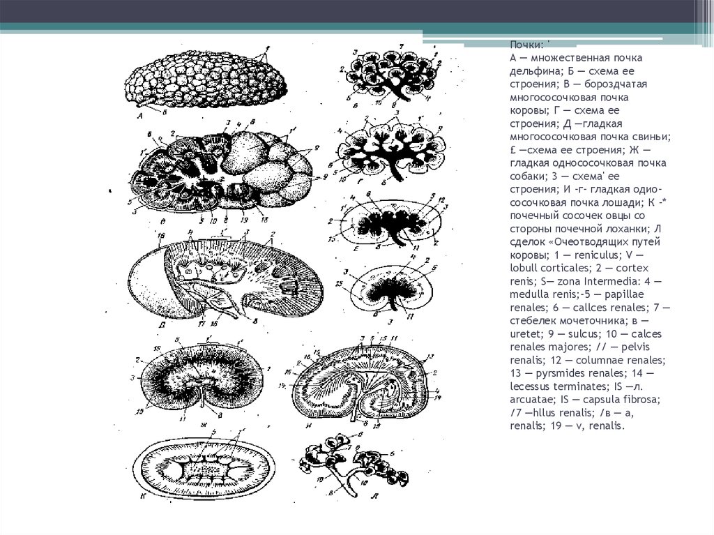 Строение типов животных. Строение почек типы почек у животных. Строение множественной почки. Множественная компактная почка. Гладкая многососочковая почка.