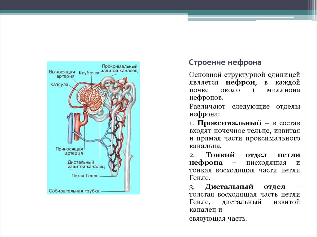 Клиническая биохимия почек презентация