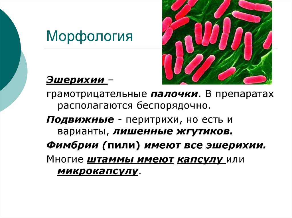 Презентация энтеробактерии микробиология