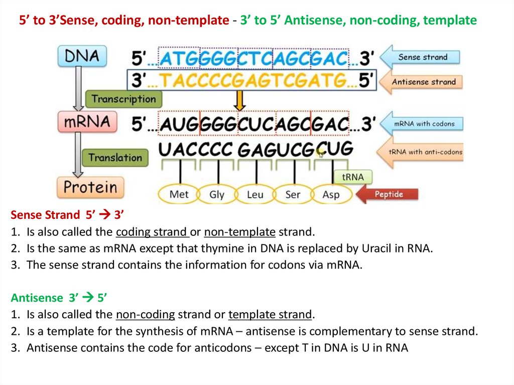 Template Strand And Coding Strand