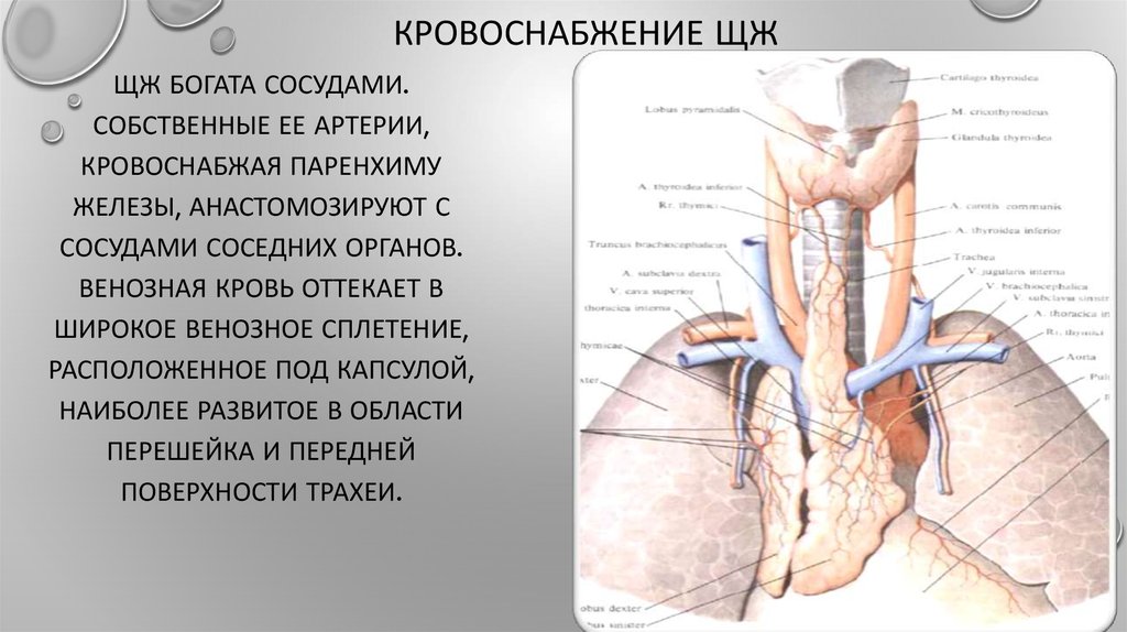 Кровоснабжение щитовидной железы схема