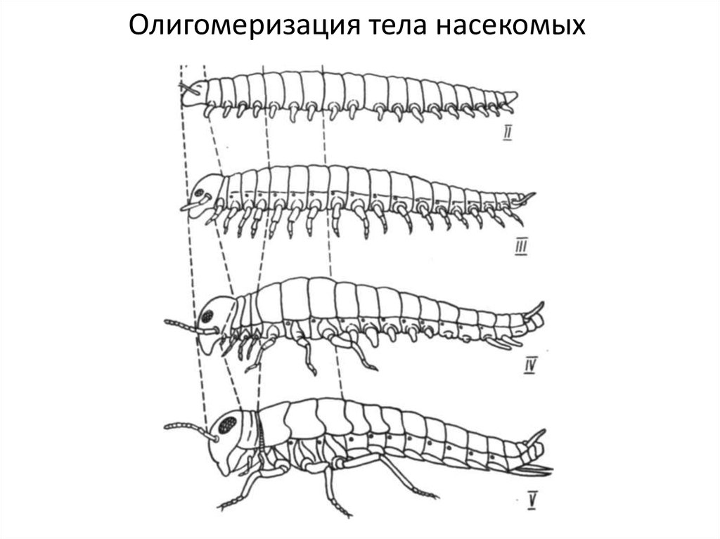 Олигомеризация тела насекомых