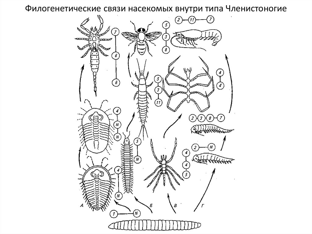 Филогенетические связи насекомых внутри типа Членистоногие