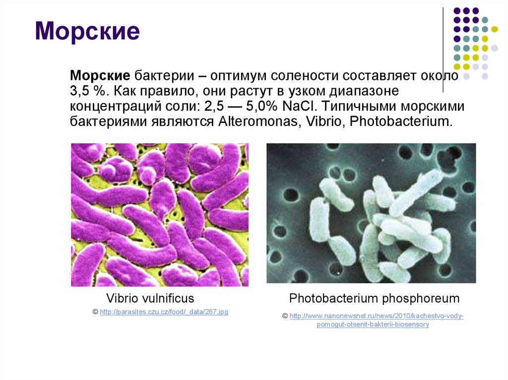 К гнилостным бактериям относятся. Морские бактерии Vibrio. Морские микроорганизмы примеры. Морские бактерии подвижные.