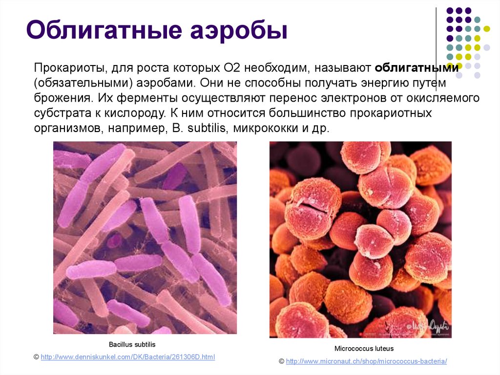 Анаэробные гетеротрофные прокариоты. Облигатные аэробы. Облигатные аэробы и анаэробы. Аэробные микроорганизмы примеры. Бактерии облигатные аэробы.