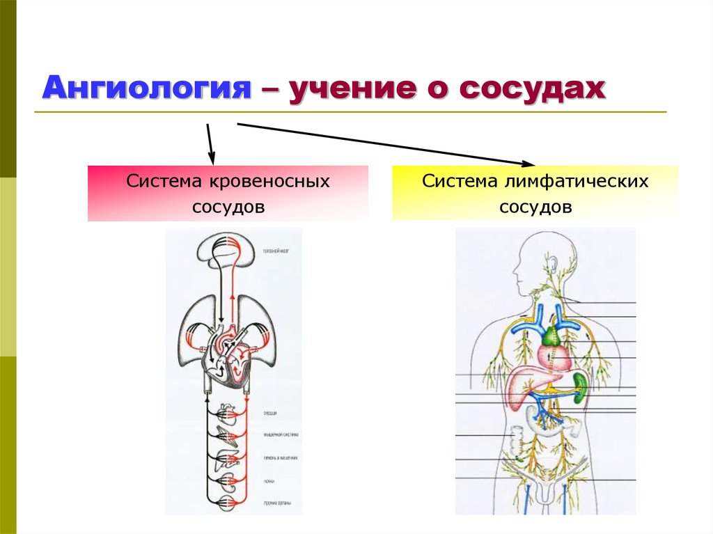 Анатомия ангиология в схемах