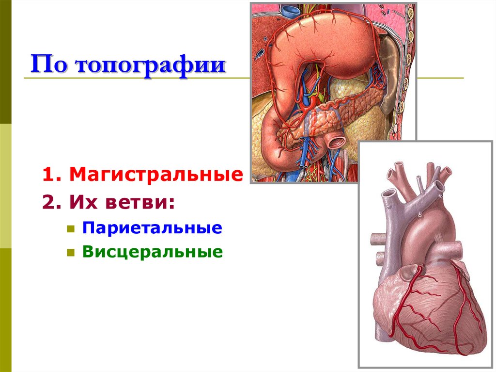 По топографии