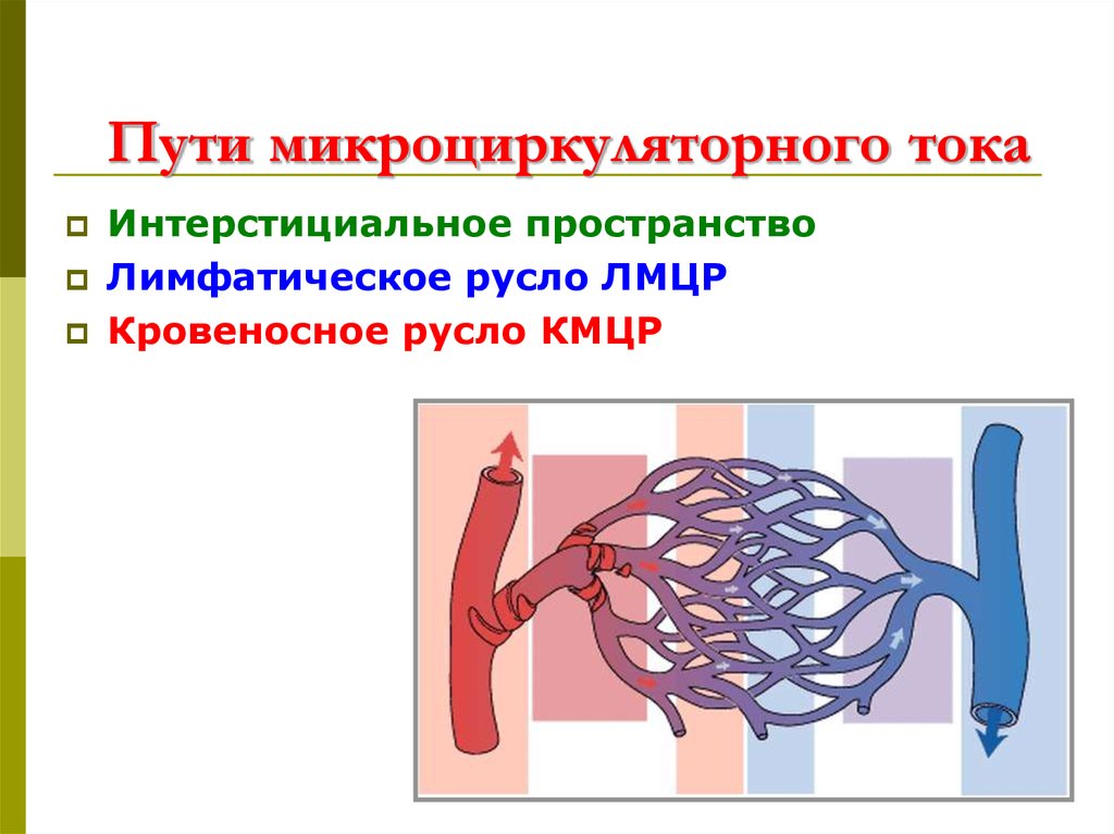 Пути микроциркуляторного тока