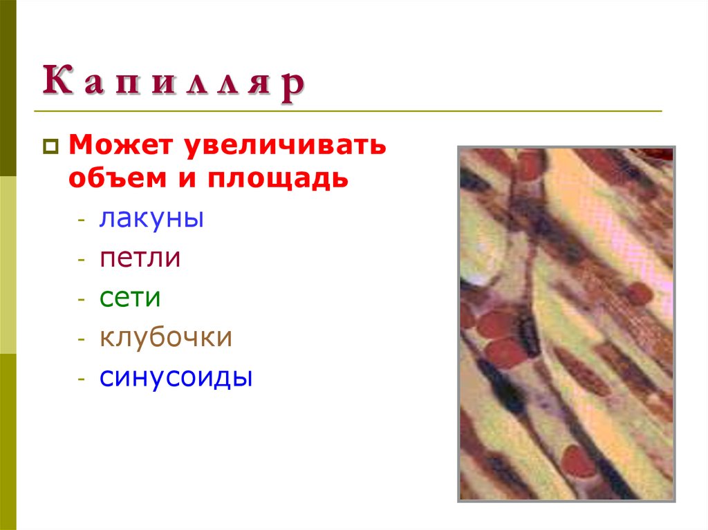 К а п и л л я р