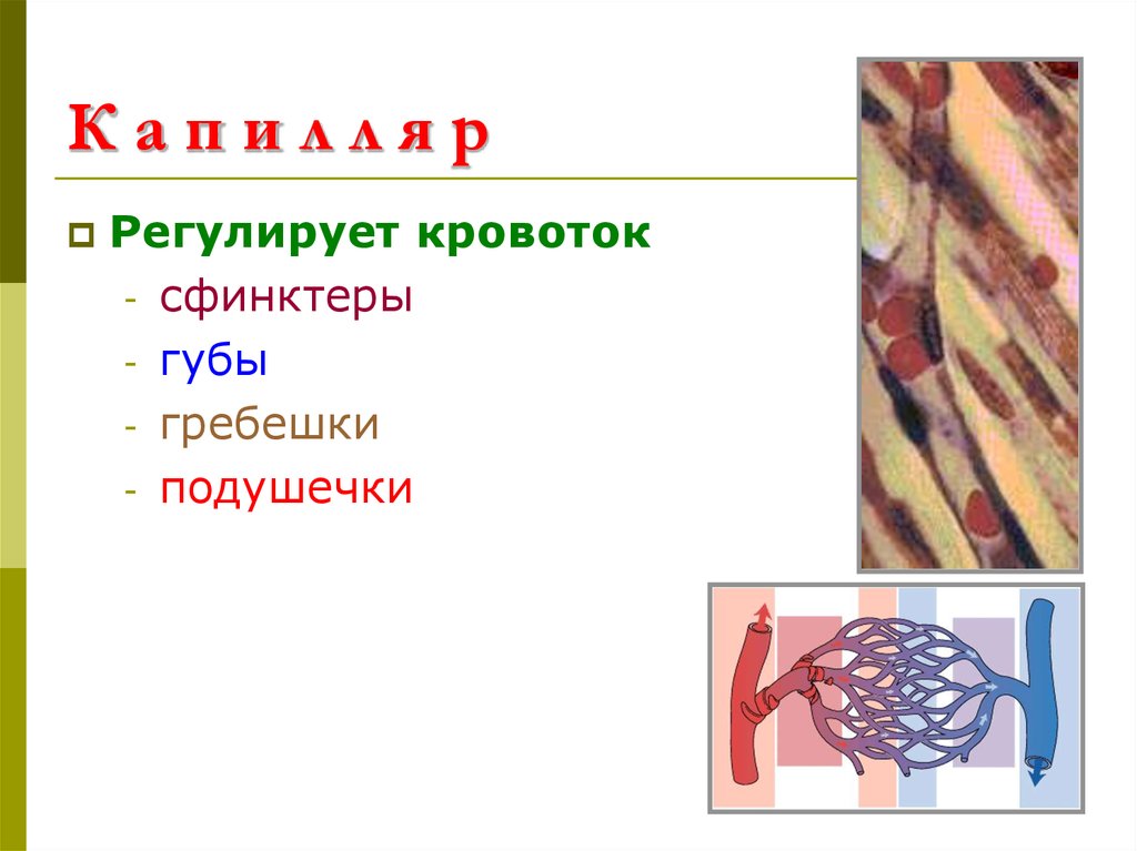 К а п и л л я р