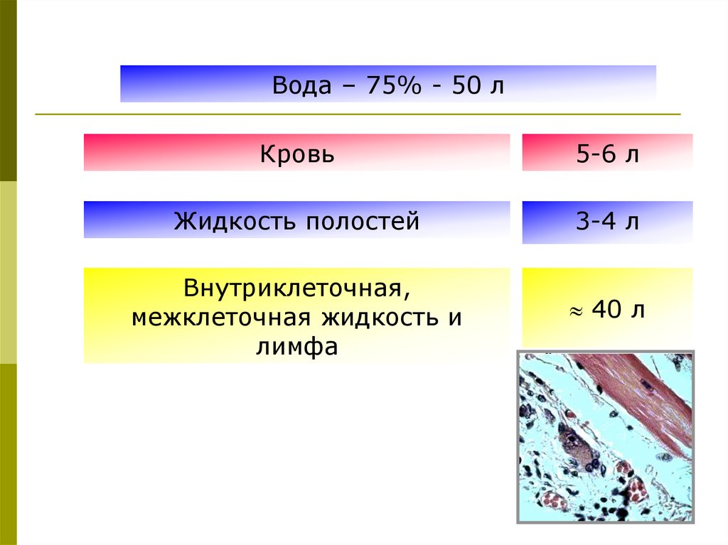 Жидкости полостей