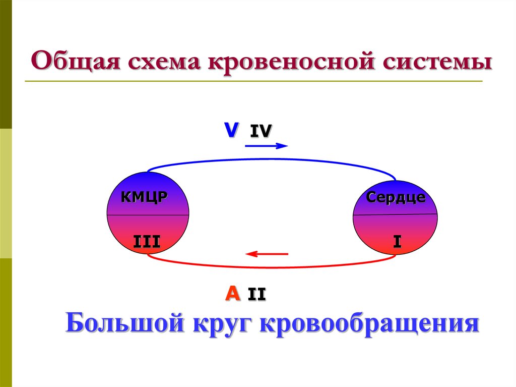 Общая схема кровеносной системы