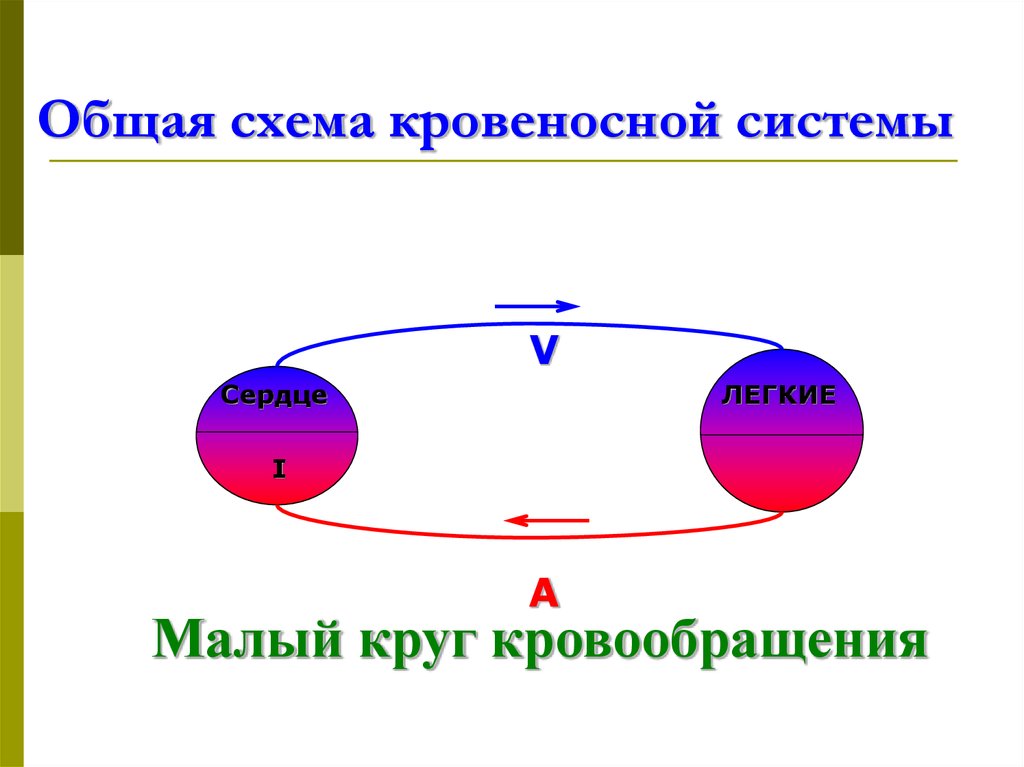 Общая схема кровеносной системы