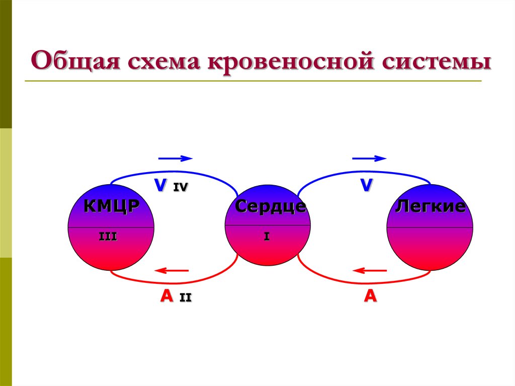 Общая схема кровеносной системы