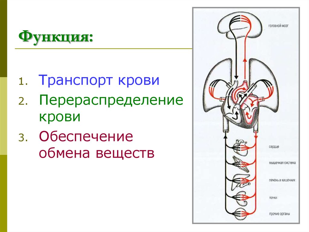 Схемы вебера ангиология