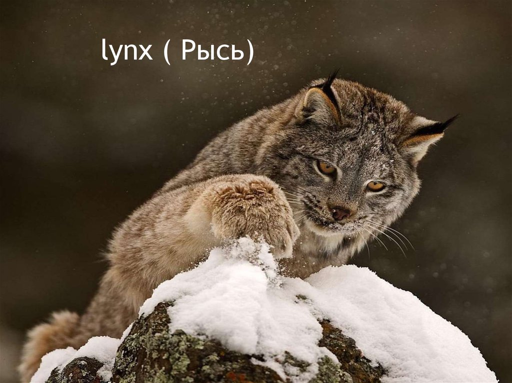 lynx ( Рысь)