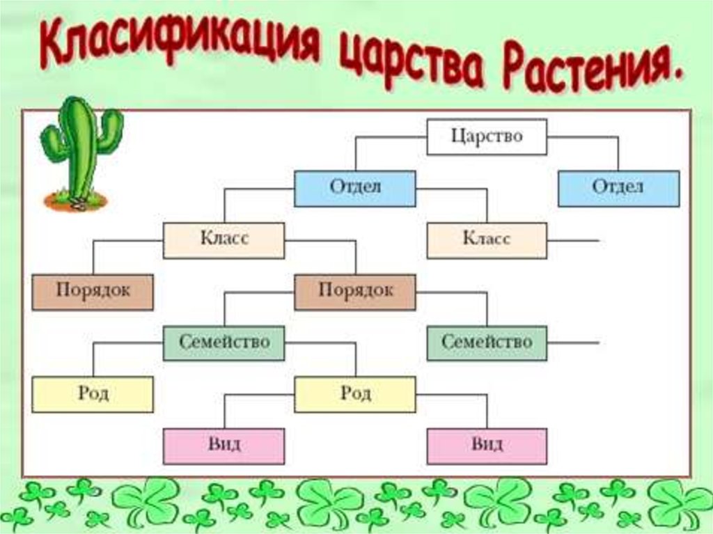 Отметьте верную схему классификации растений