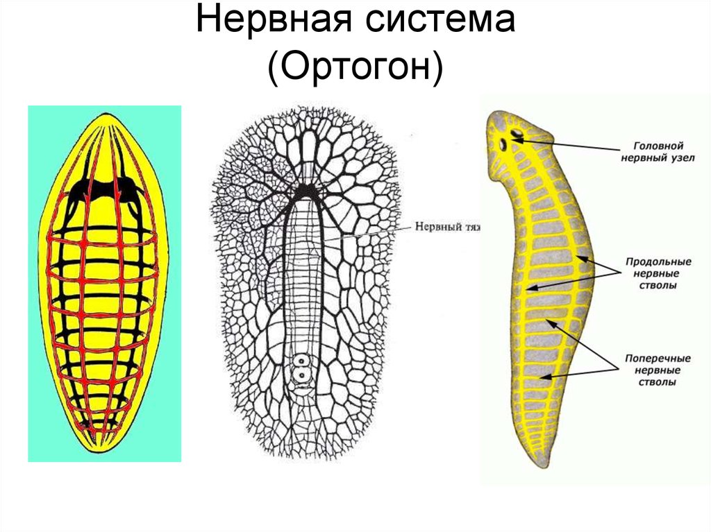 Стволовой червь. Лестничная нервная система планарии. Строение нервной системы плоских червей. Стволовая нервная система у плоских червей. Тип плоские черви нервная система.