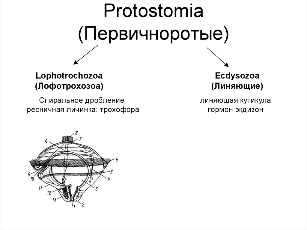 Первичноротые