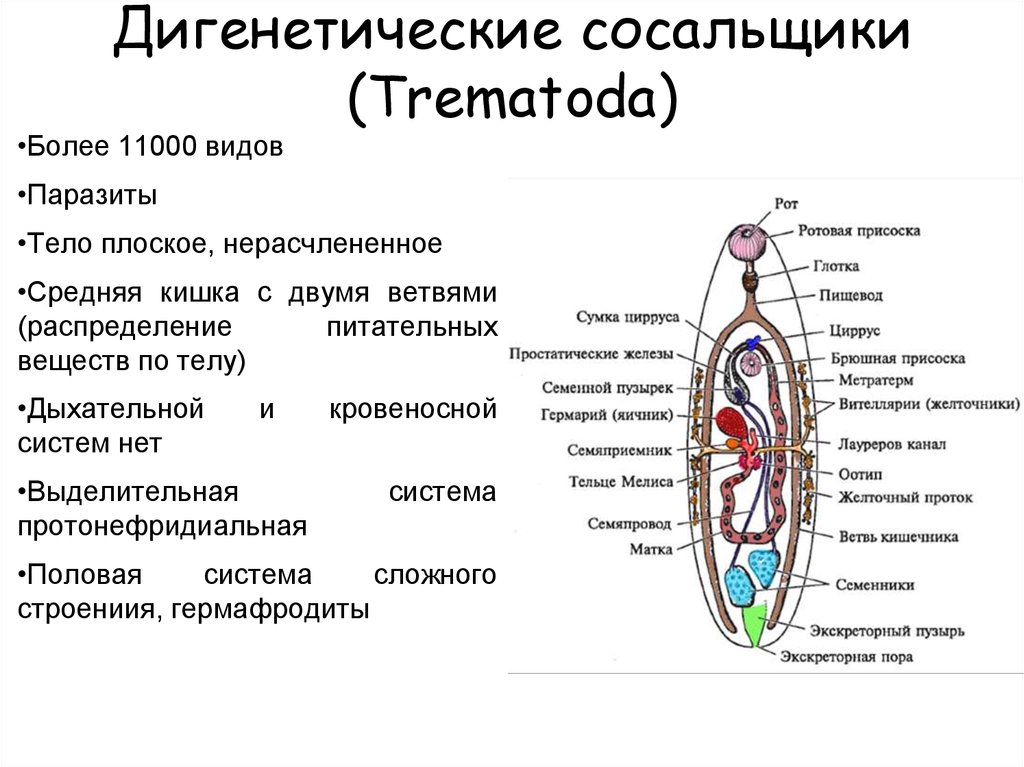 Схема строения сосальщика