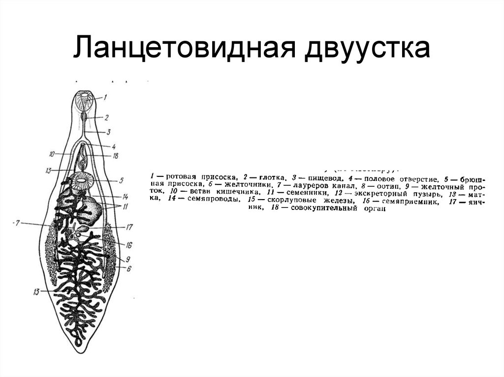 Ланцетовидный сосальщик. Ланцетовидный сосальщик строение. Марита ланцетовидного сосальщика. Ланцетовидная двуустка строение. Ланцетовидный сосальщик рис.