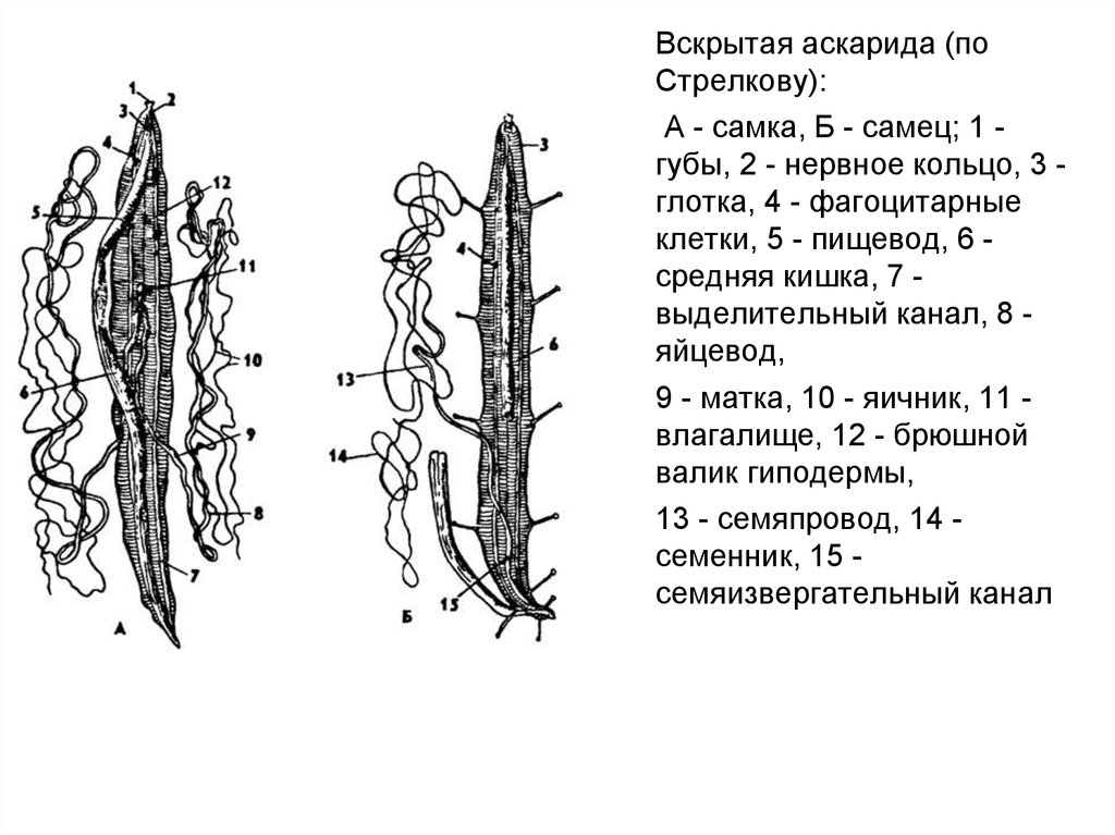 Аскарида строение. Вскрытая аскарида самец и самка. Вскрытый самец аскариды.