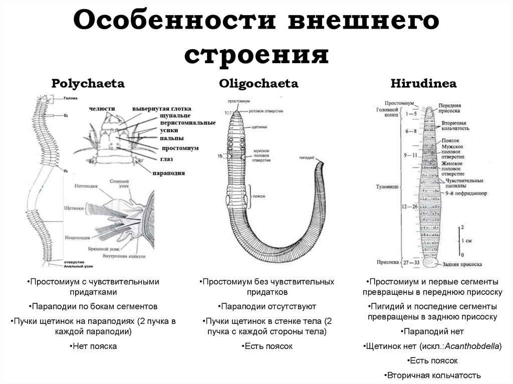 Основные этапы эволюции беспозвоночных животных. Особенности строения беспозвоночных. Схема система беспозвоночных.