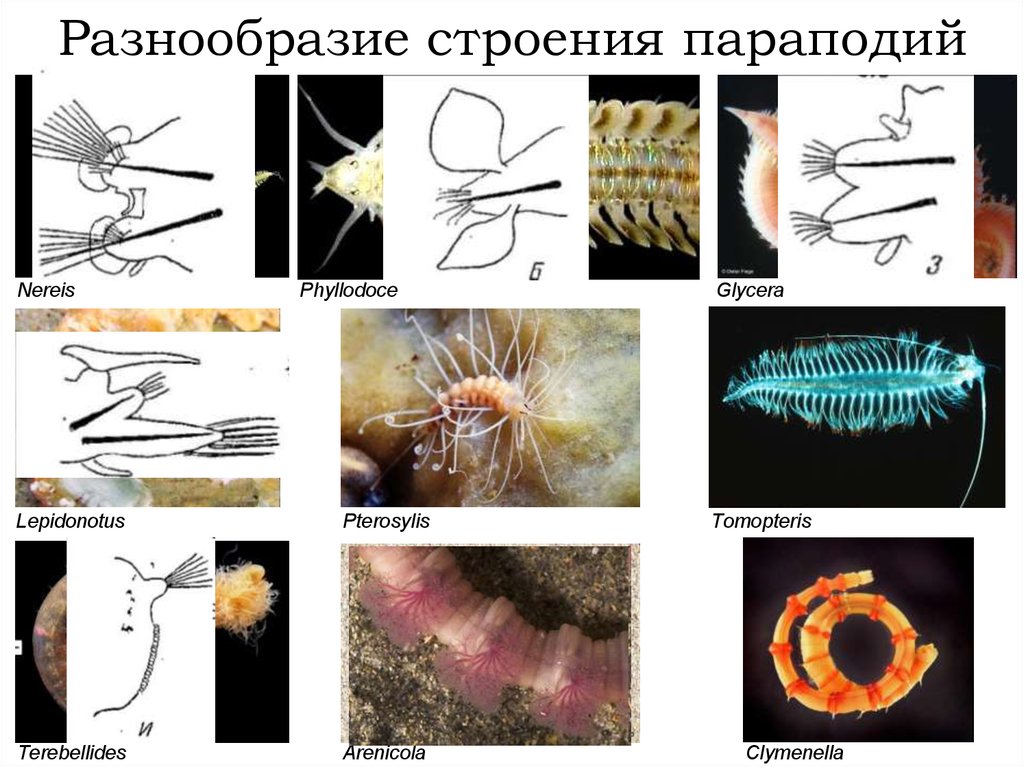 Параподии. Строение параподии полихеты. Параподии у червей. Кольчатые черви строение параподии. Строение кольчатых червей параподии.