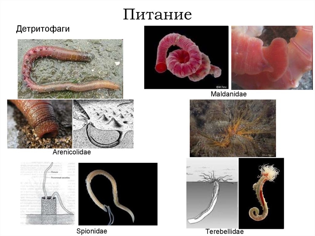 Детритофаг биология. Детритофаг кольчатые черви. Детритофаги и редуценты. Детритофаги дождевой червь. Примеры детритофагов.