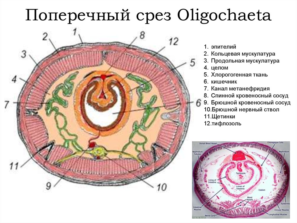 Поперечный срез червя. Поперечный срез тела дождевого червя. Поперечный срез дождевого червя строение. Поперечный срез малощетинкового червя. Строение кольчатого червя в разрезе.