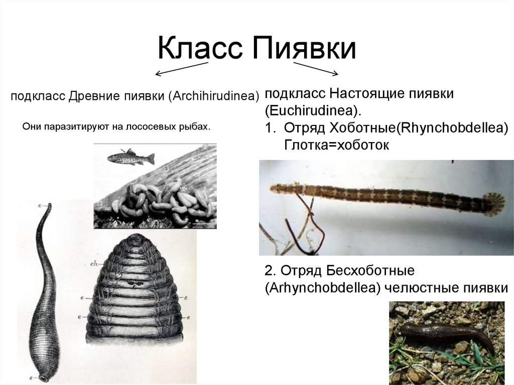 Класс пиявки. Класс пиявки отряды хоботные пиявки. Хоботные и челюстные пиявки. Хоботные пиявки строение.