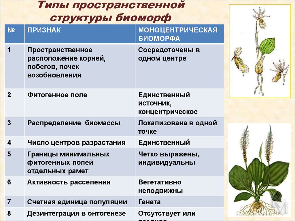 Типы пространственной организации