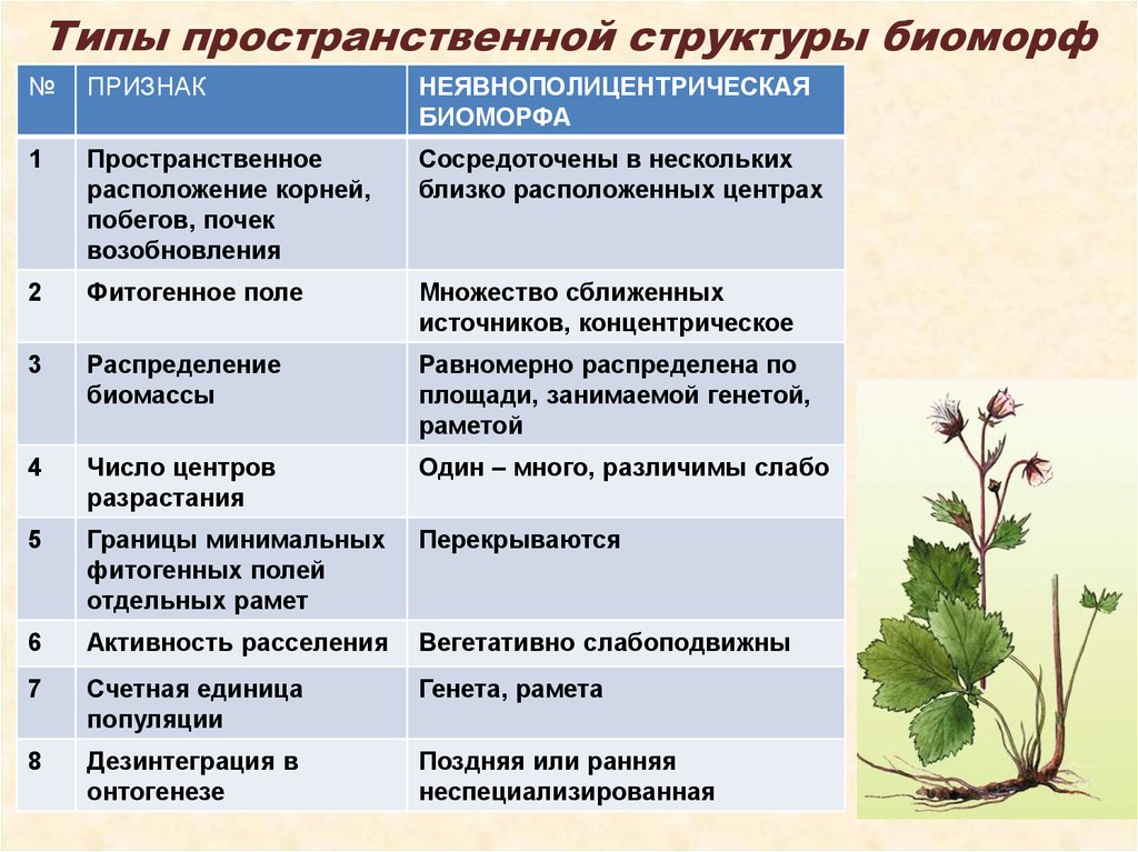 Типы пространственной организации