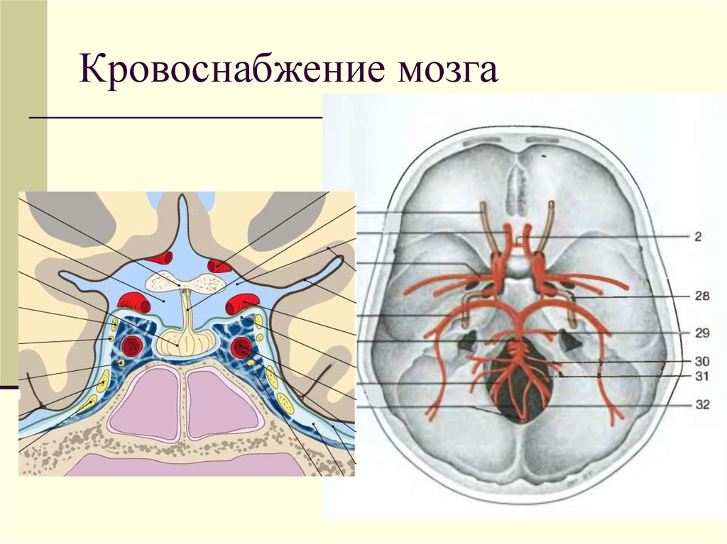 Кровоснабжение мозга препараты. Кровоснабжение мозга. Бассейны кровоснабжения головного мозга. Кровоснабжение головного мозга анатомия. Мозговой кровоток.
