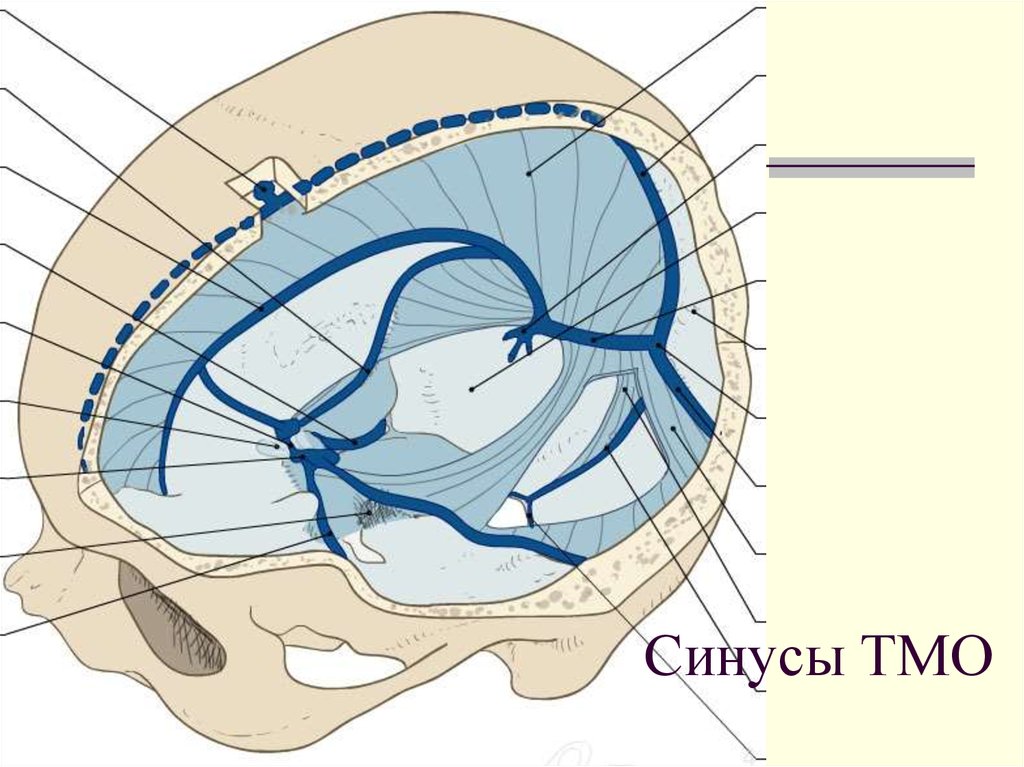 Синусы оболочки головного мозга. Синусы тердомозговой оболочки мозга. Синусы твердой мозговой оболочки Неттер. Синусы твердой мозговой оболочки намет. Венозные синусы головного мозга анатомия.