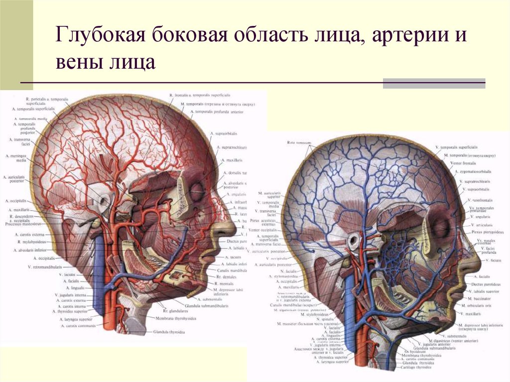 Вены на лице