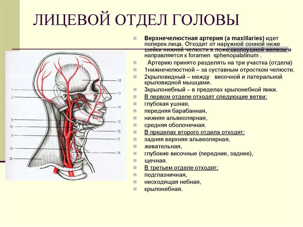 Отдел затылок. Кожу и мышцы головы кровоснабжают артерии. Артерии и вены лицевого отдела головы. Наружная Сонная артерия анатомия ветви. Кровоснабжение лицевого отдела черепа.